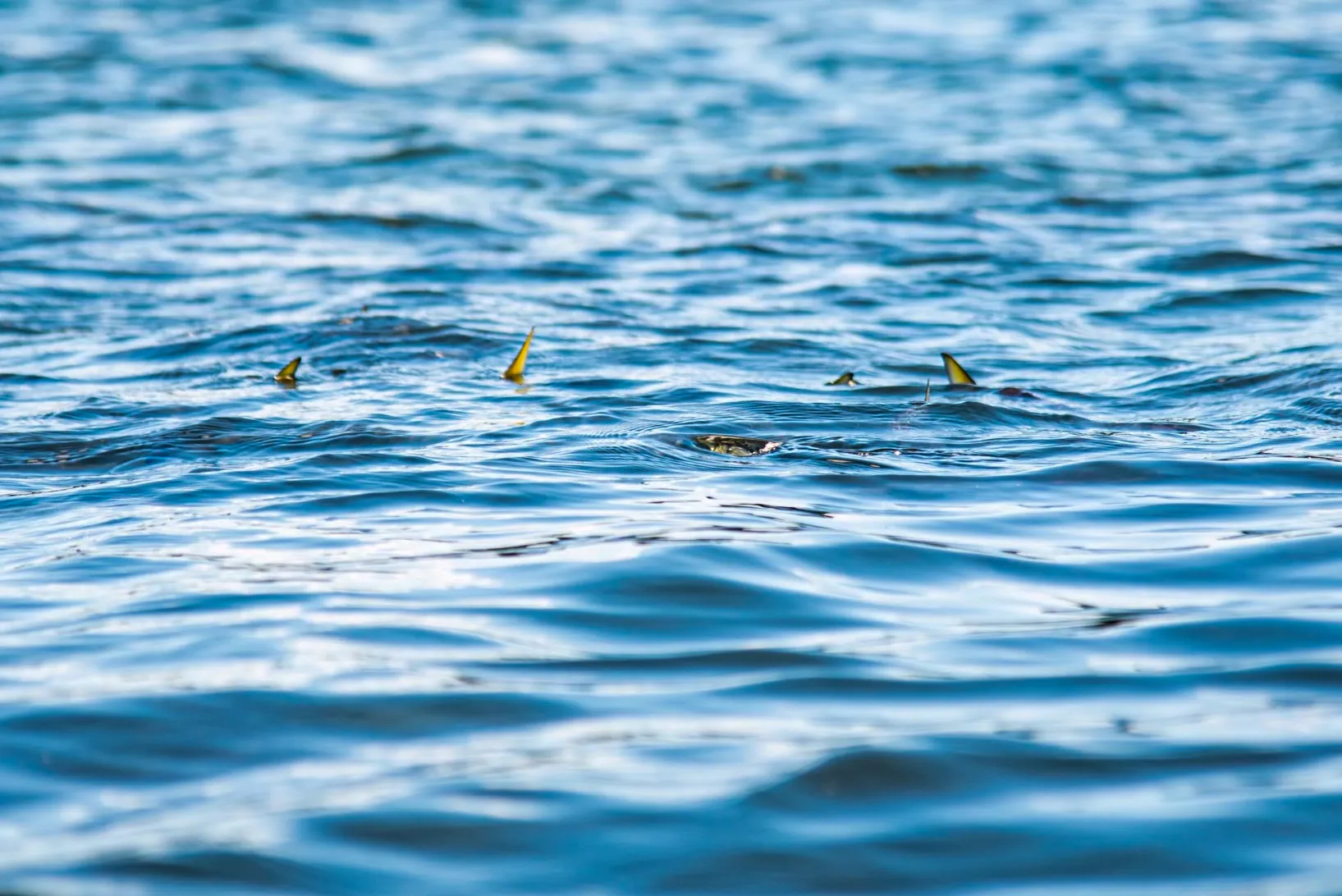 Nageoires d'un banc de bunker, le poisson-appât préféré du bar rayé.