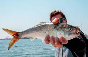Le poisson-appât le plus important de l'océan vous mènera rapidement au poisson de votre vie