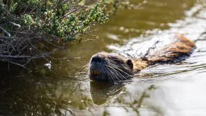 Le Service des parcs nationaux se tourne vers des chasseurs bénévoles dans le cadre d'un « changement de politique majeur » par rapport aux entrepreneurs coûteux