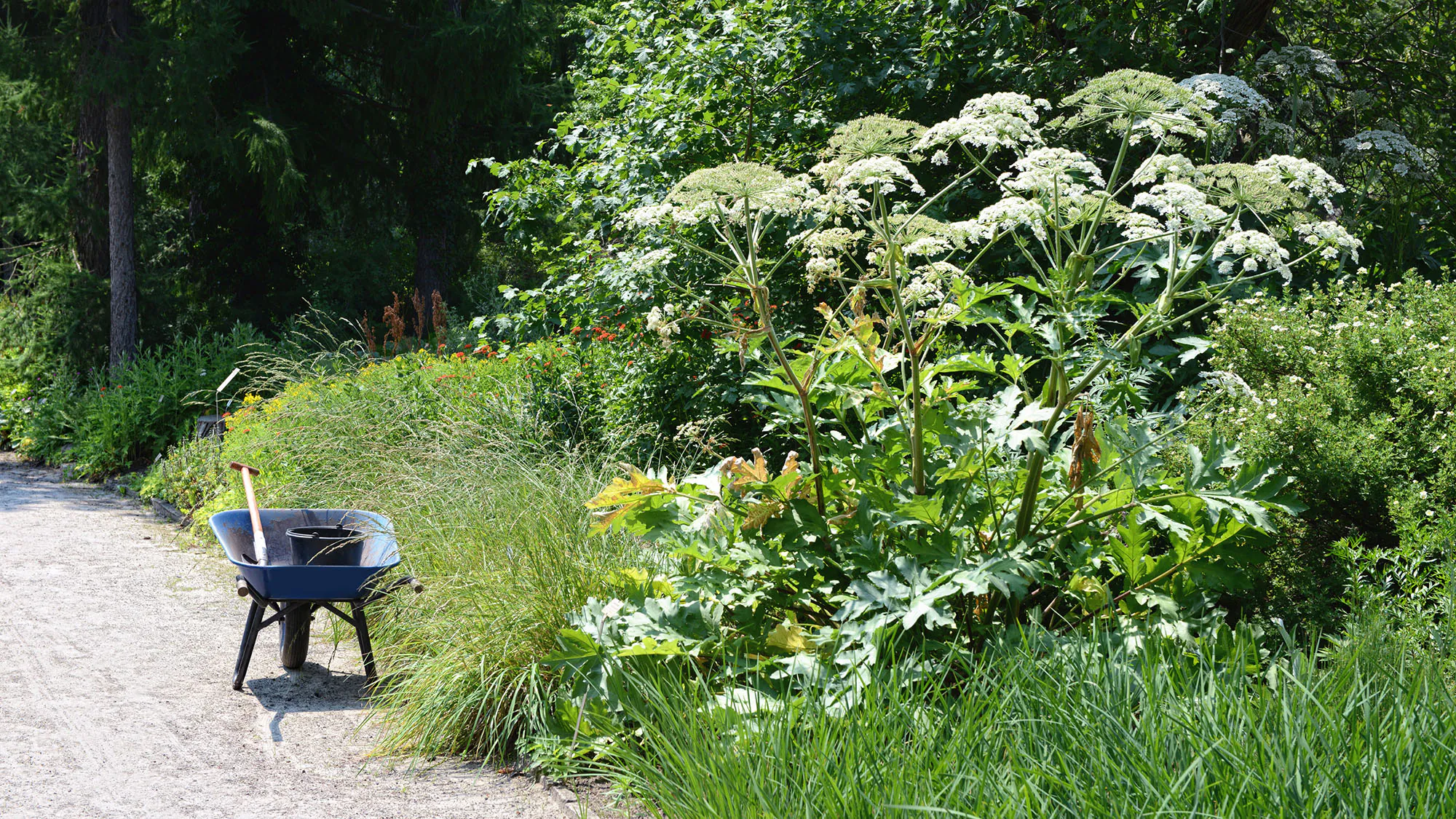 berce du Caucase (Heracleum mantegazzianum) et brouette dans un jardin