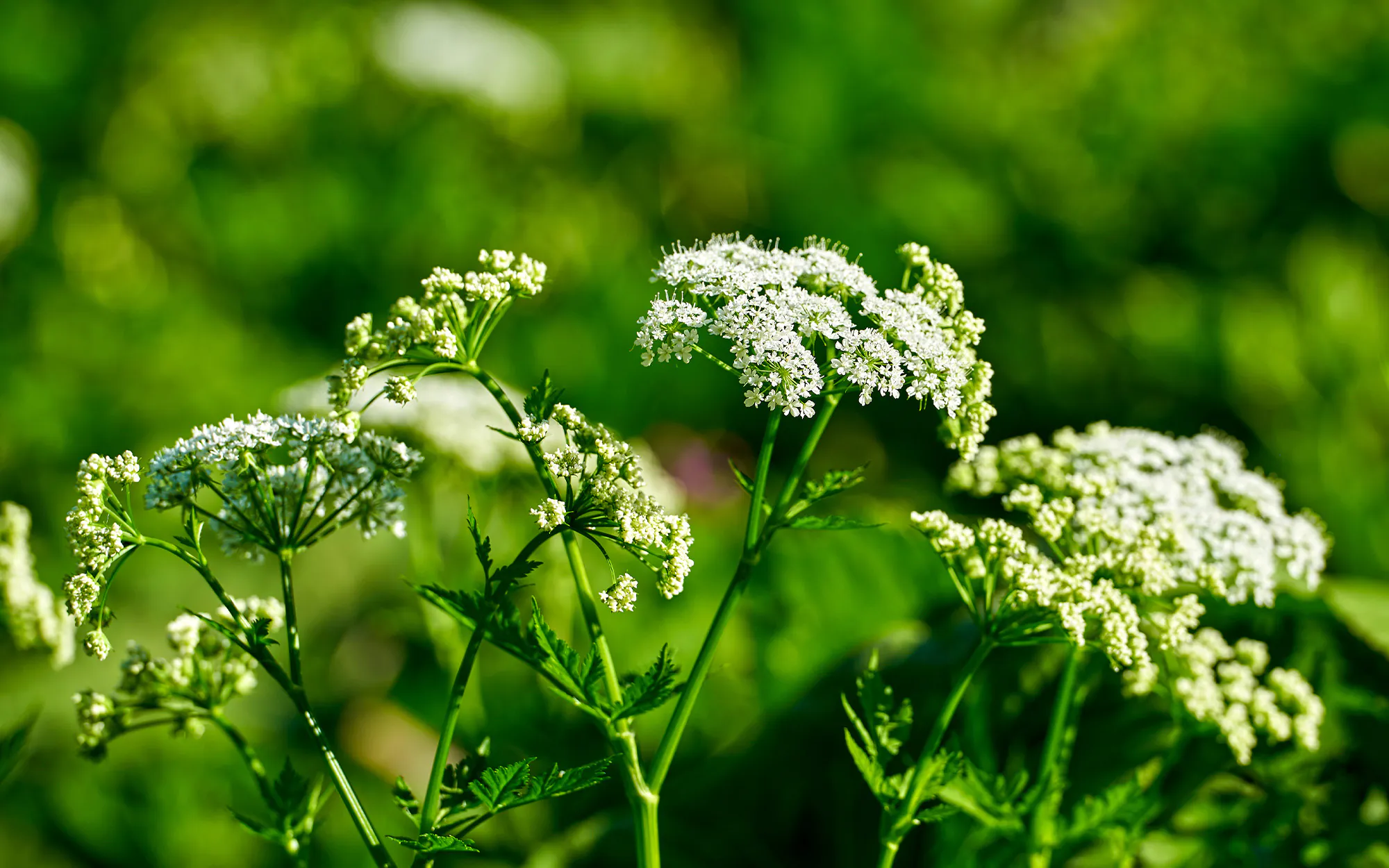 Un gros plan d’une plante de pruche empoisonnée.
