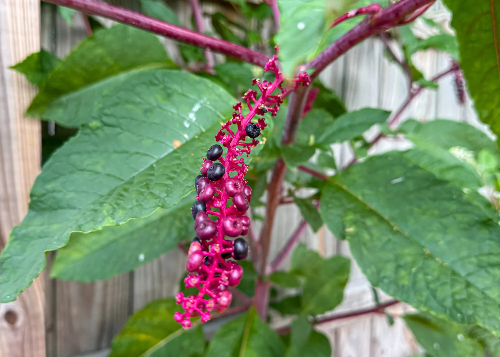 Un gros plan d’une plante de pokeweed.