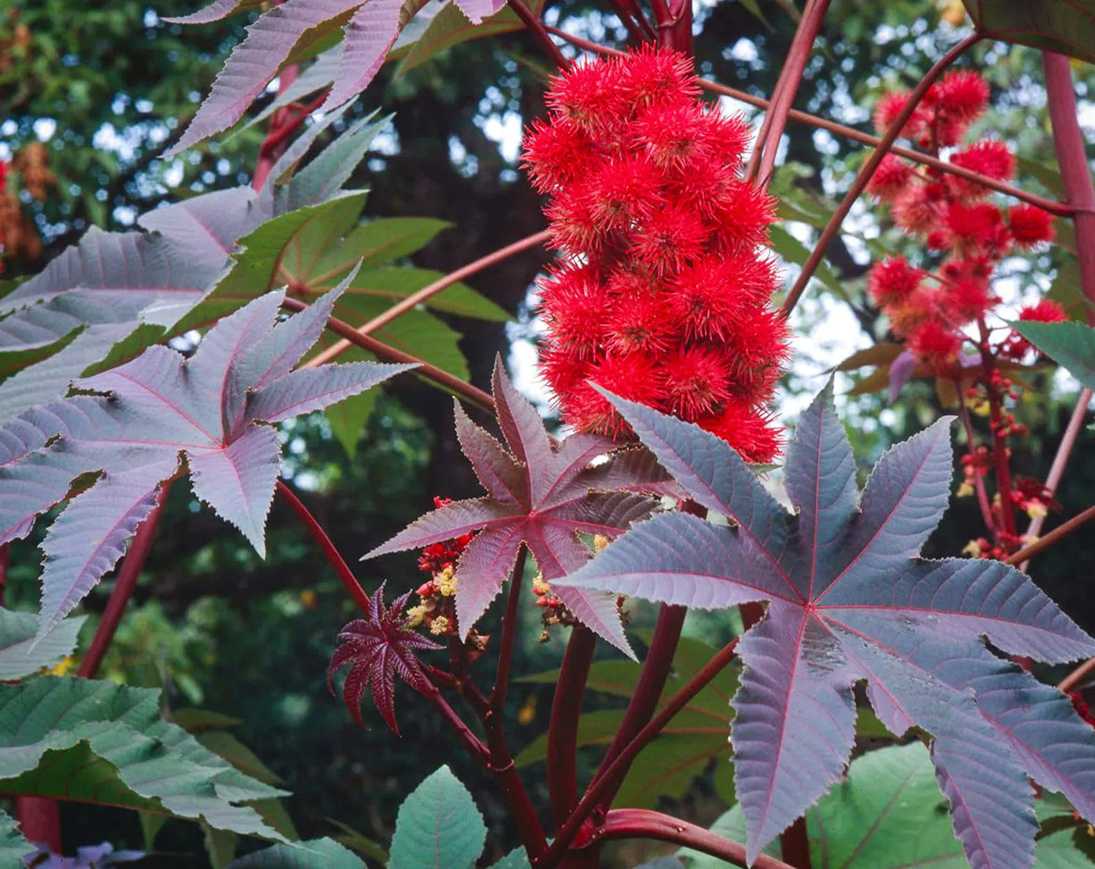 Un gros plan d’une plante de ricin.