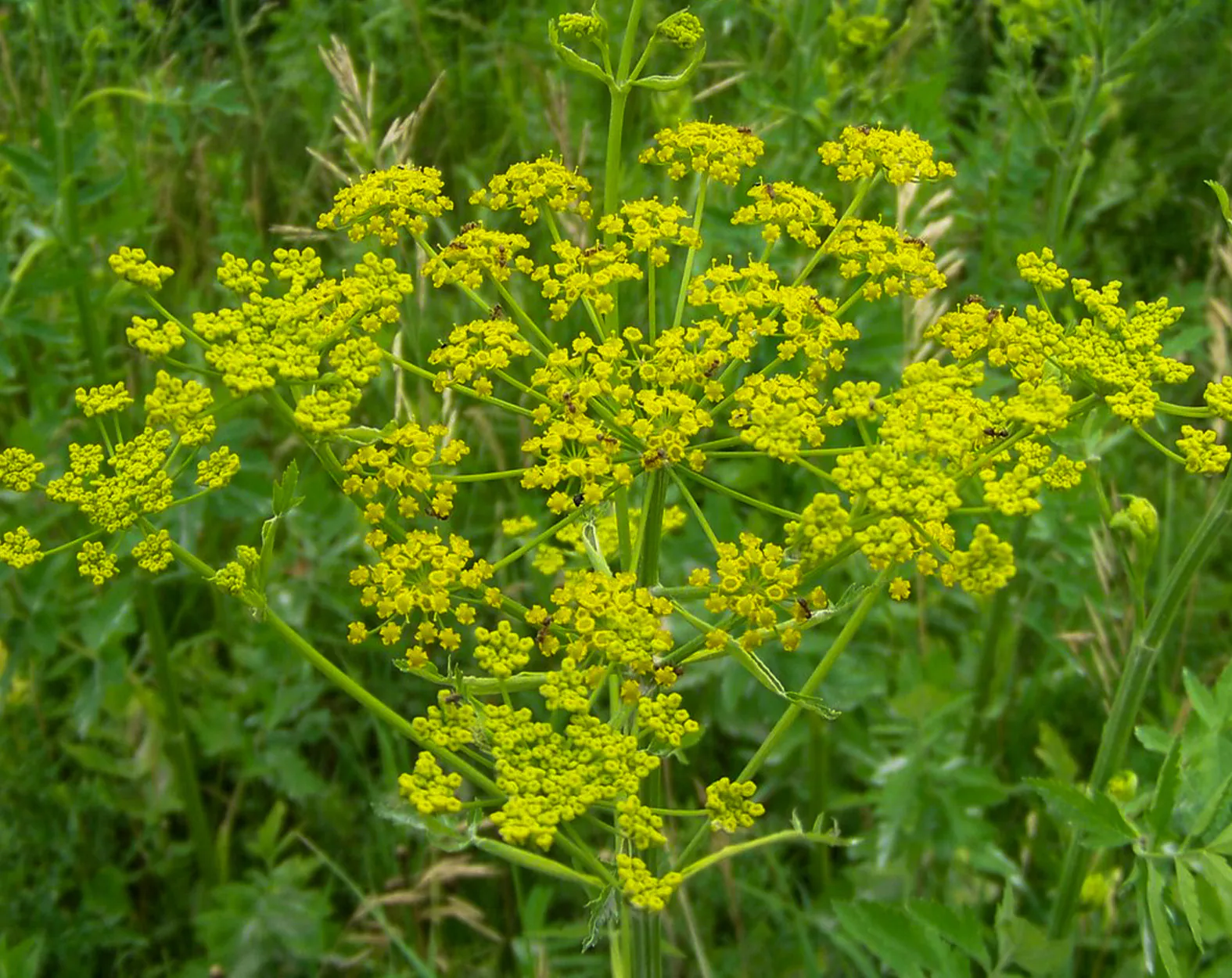 Un gros plan d’une plante de panais sauvage.