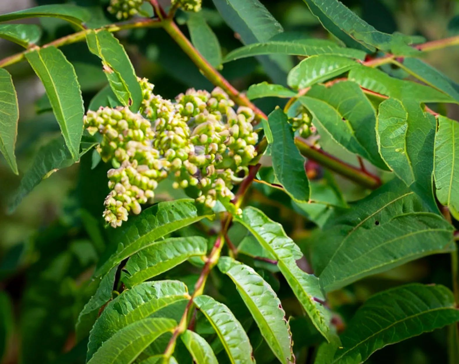 Un gros plan d’une plante de sumac empoisonné.