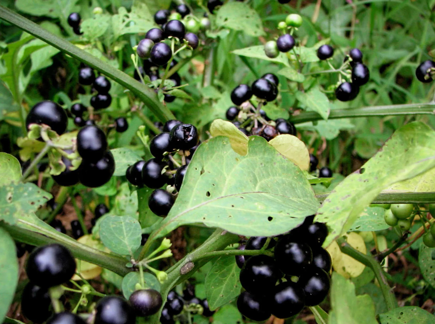 Un gros plan d’une plante de morelle noire.