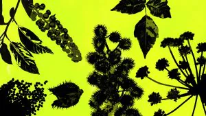 Ce sont les 12 plantes les plus dangereuses qui se cachent à la vue de tous. Combien pouvez-vous en identifier ?