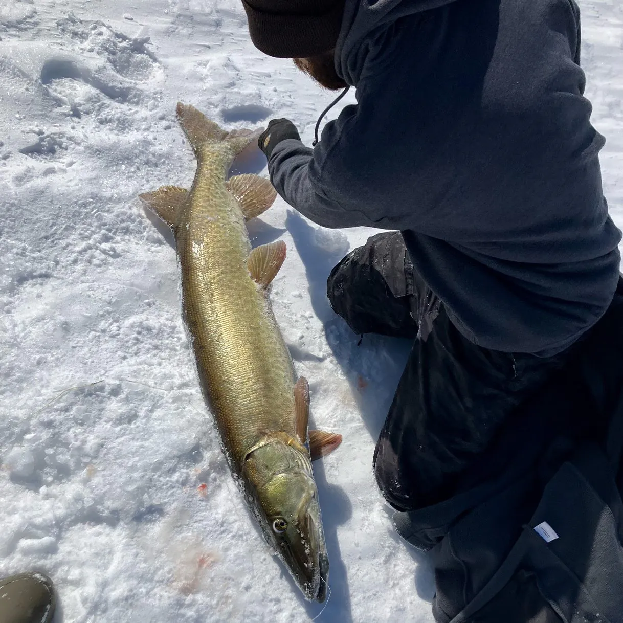 Un pêcheur sur glace avec un gros maskinongé.