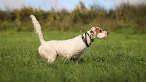 Une disposition sournoise sur les droits des animaux dans le projet de loi agricole rendrait impossible le dressage de votre chien de chasse