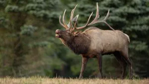 Le commissaire à la faune de l'Idaho, accusé de braconnage d'élans et d'intrusion, déclare qu'il « reportera volontairement » ses fonctions