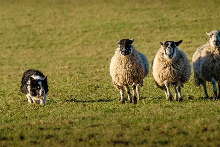 Un border collie élève des moutons.