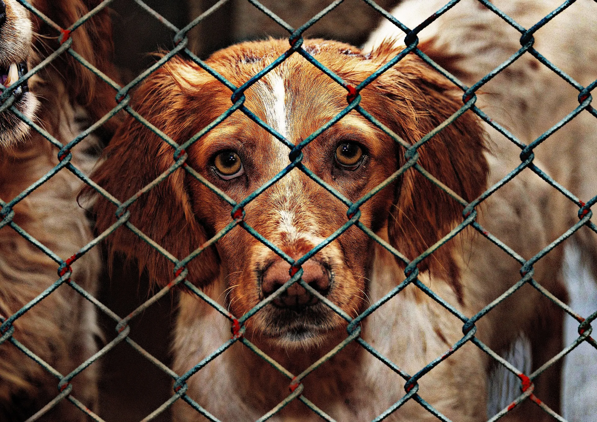 Les chiens de refuge sont une bonne option pour ceux qui n'ont pas les moyens d'acheter un chien de bonne race.