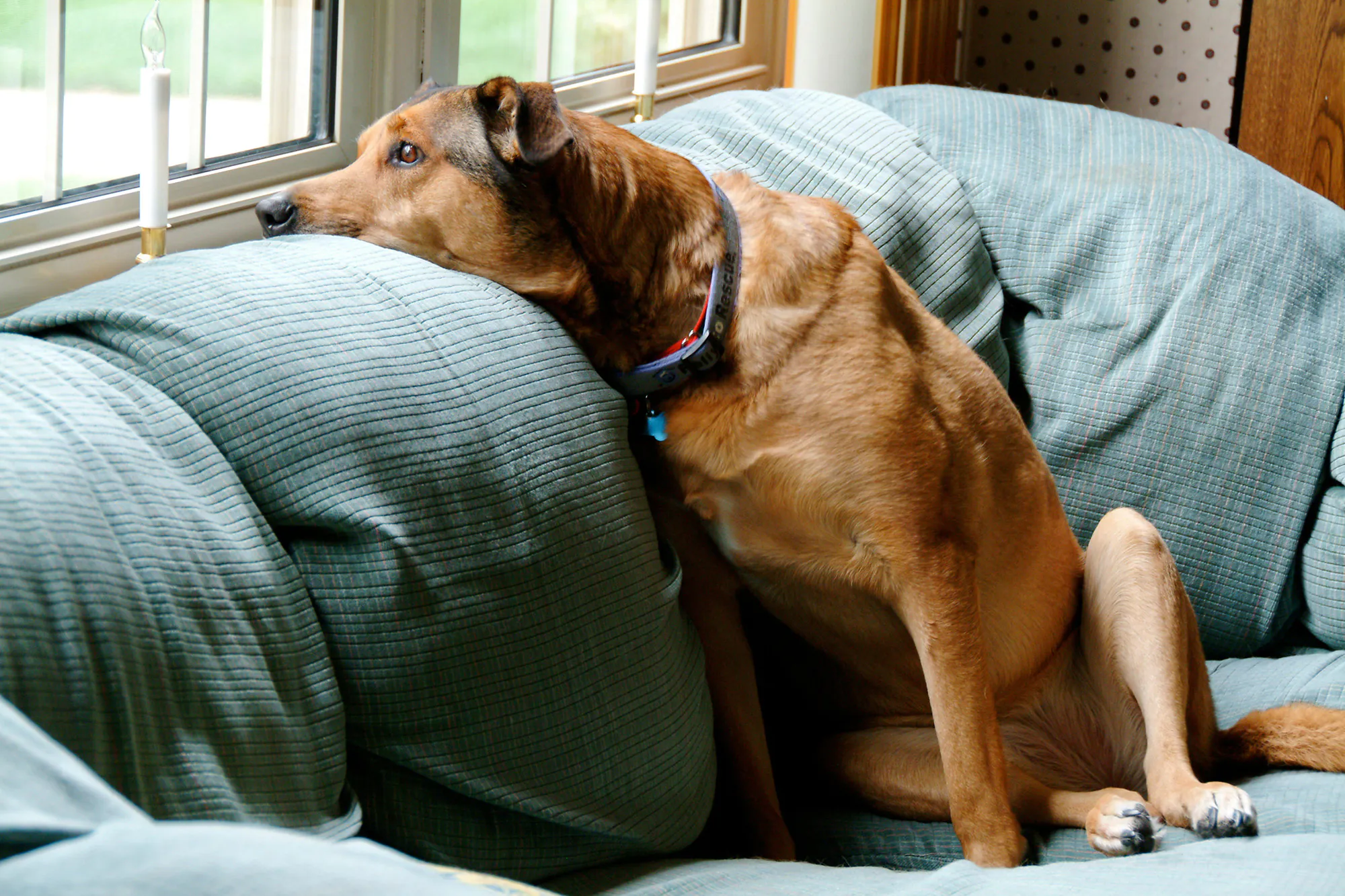 Un chien de famille sur un canapé