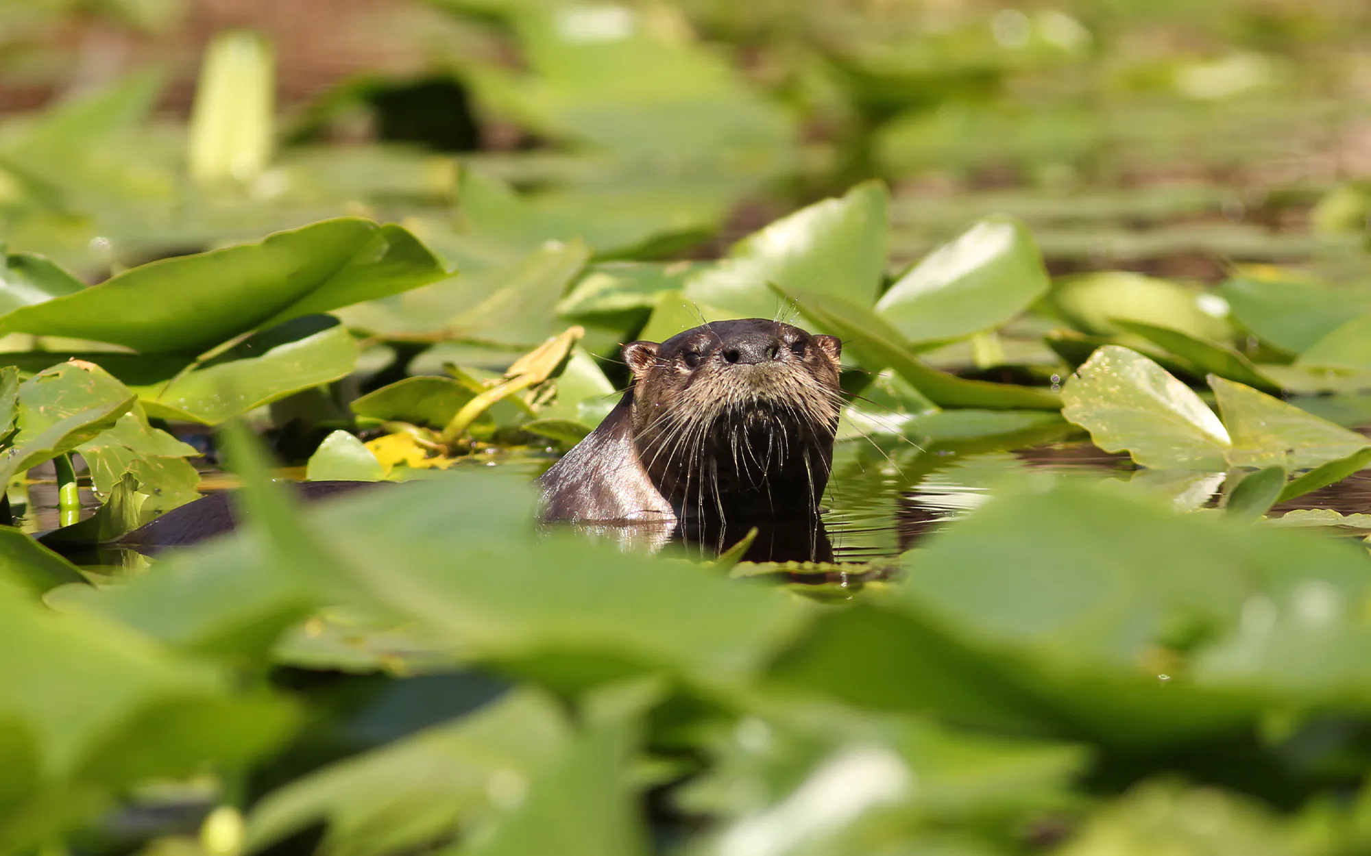 Une loutre de rivière dans le marais d'Okefenokee.