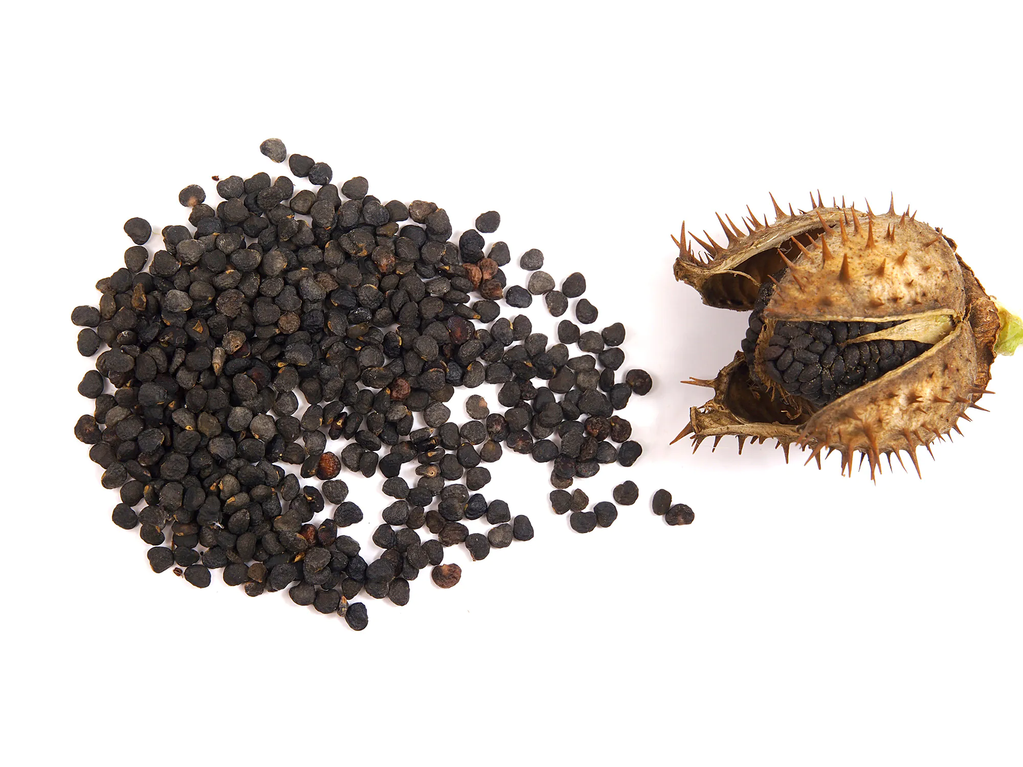 Graines de Jimsonweed.