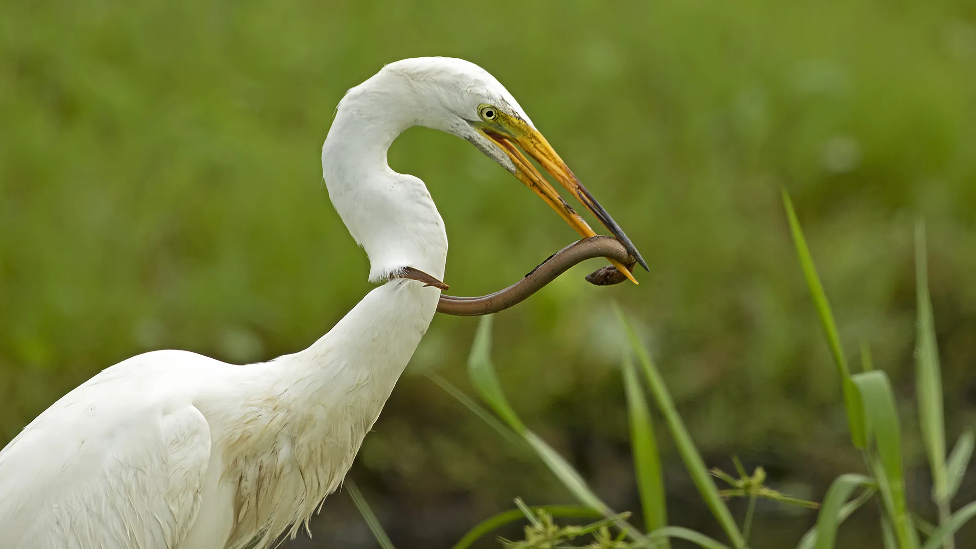 Une grande aigrette avec une anguille des marais.