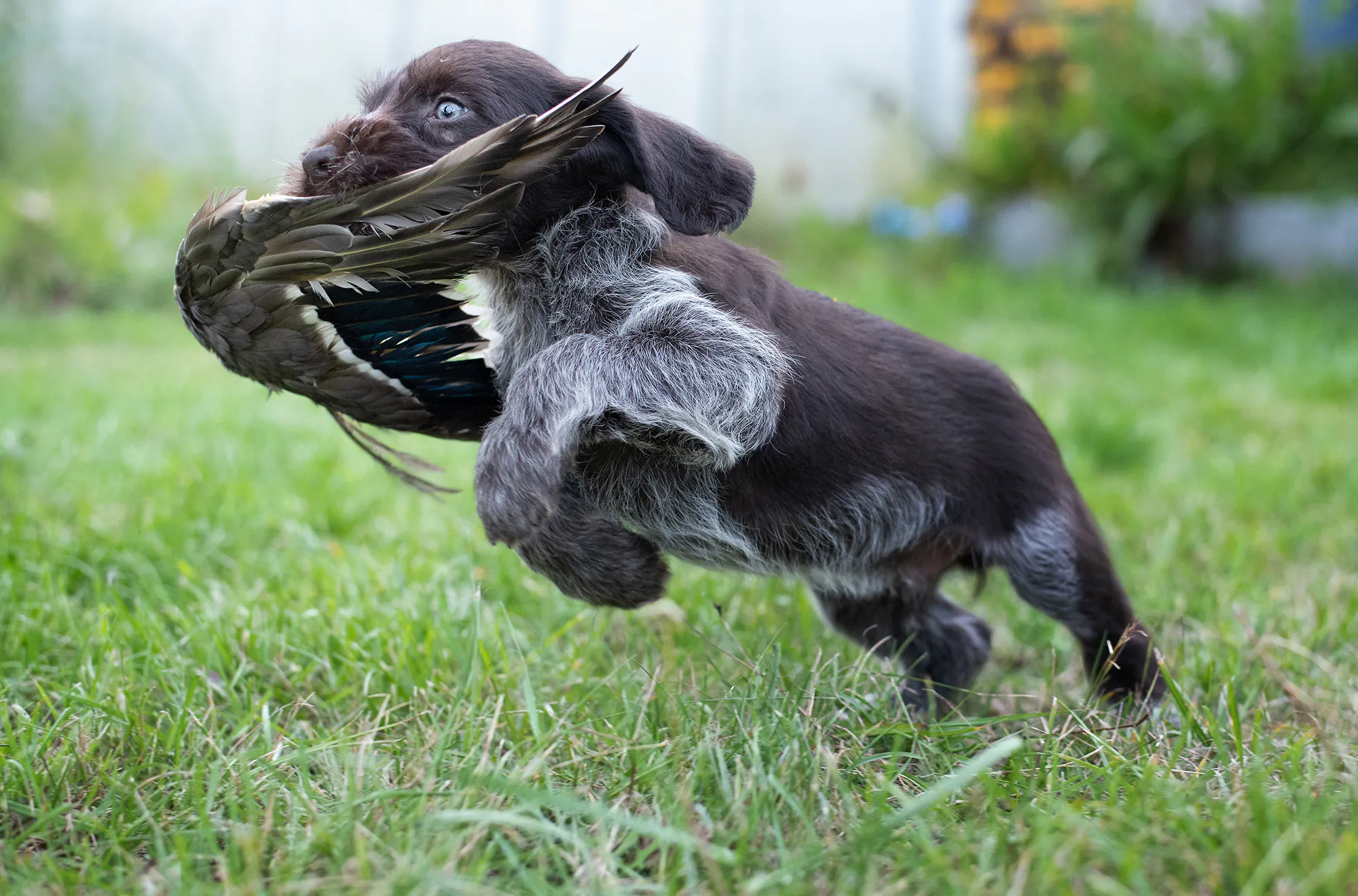 Chiot de race Drathaar allemand avec aile de canard