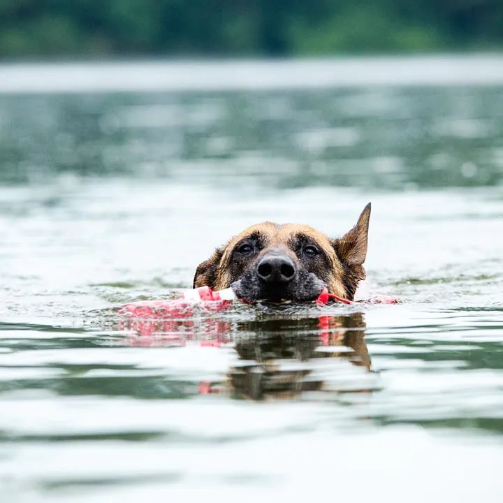 un malinois belge avec un pare-chocs nageant