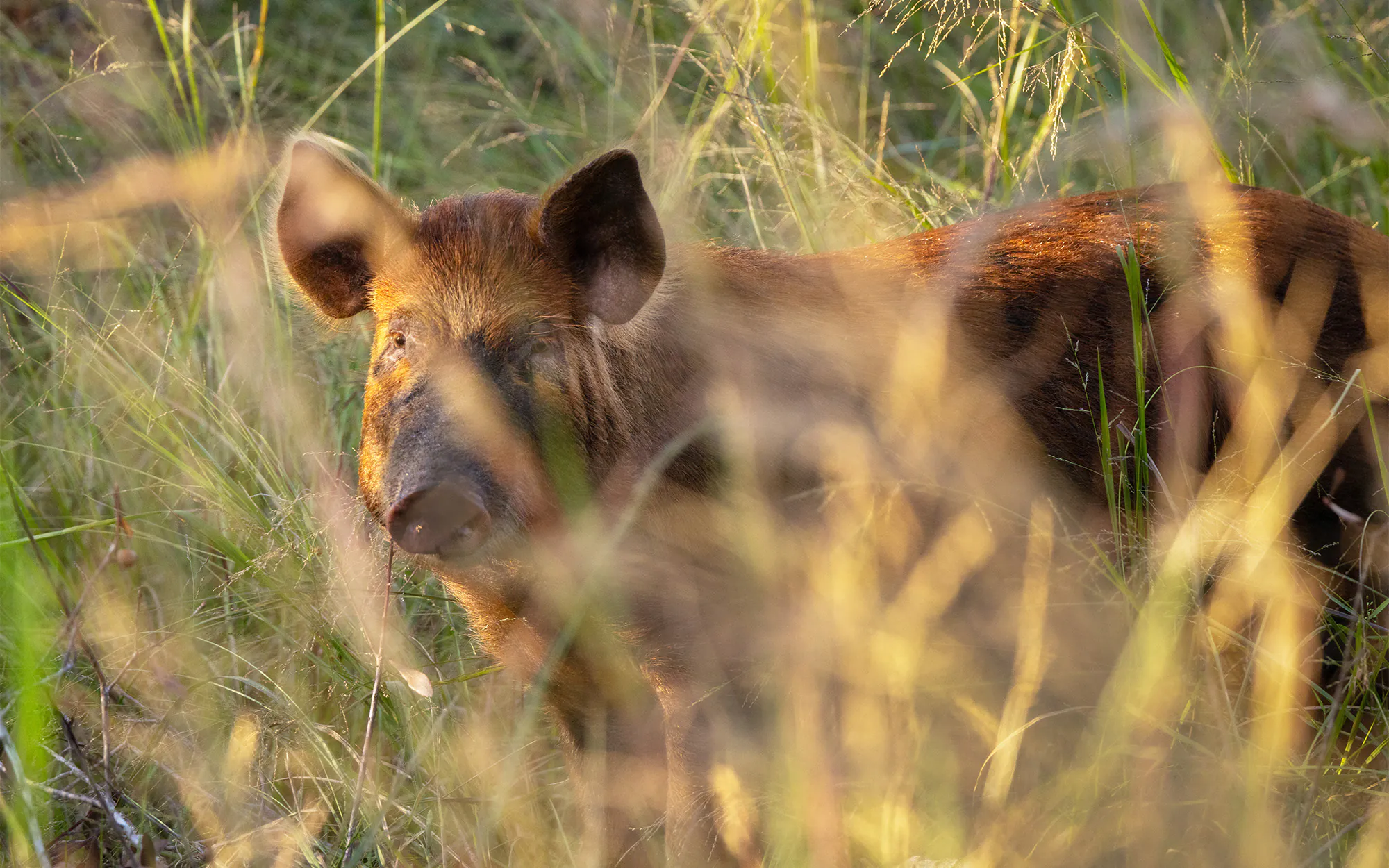 Un porc sauvage en Floride.