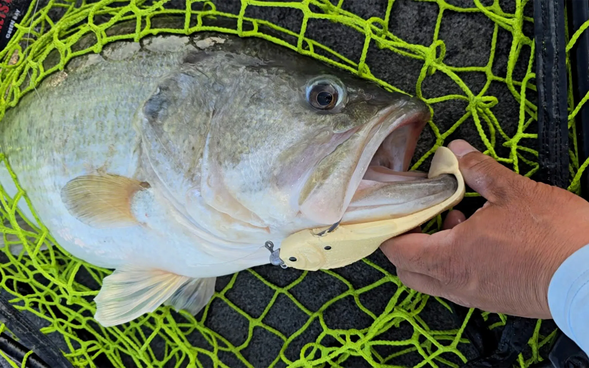 Un énorme bar dans un filet de pêche.