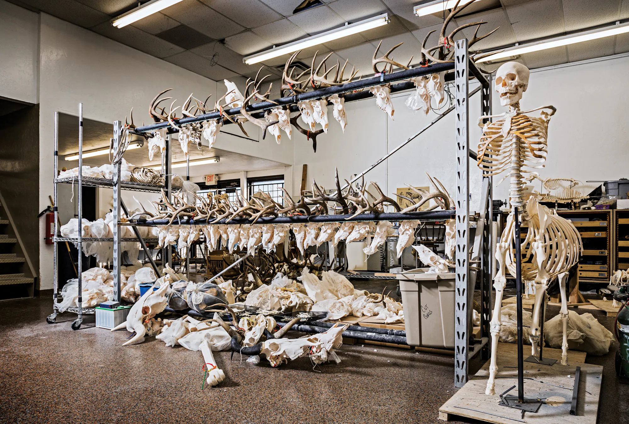Des crânes sur les étagères de Skulls Unlimited en Oklahoma.