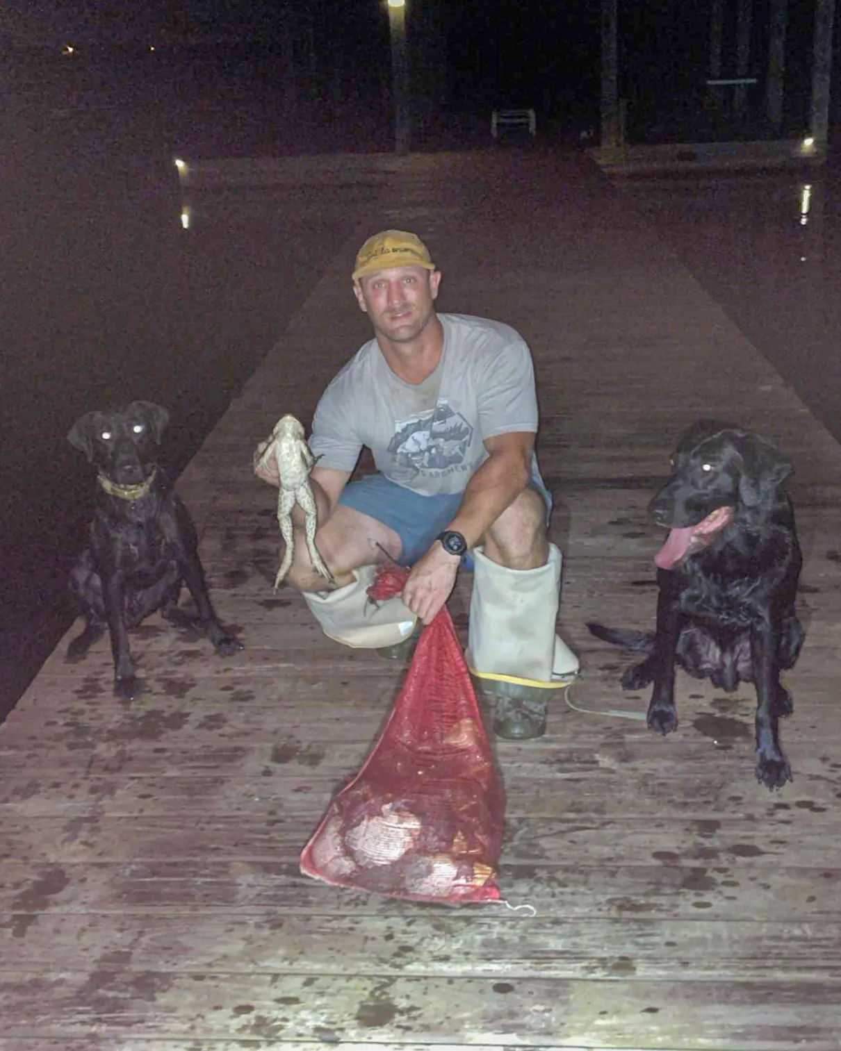 Deux chiens ouaouarons en Louisiane.