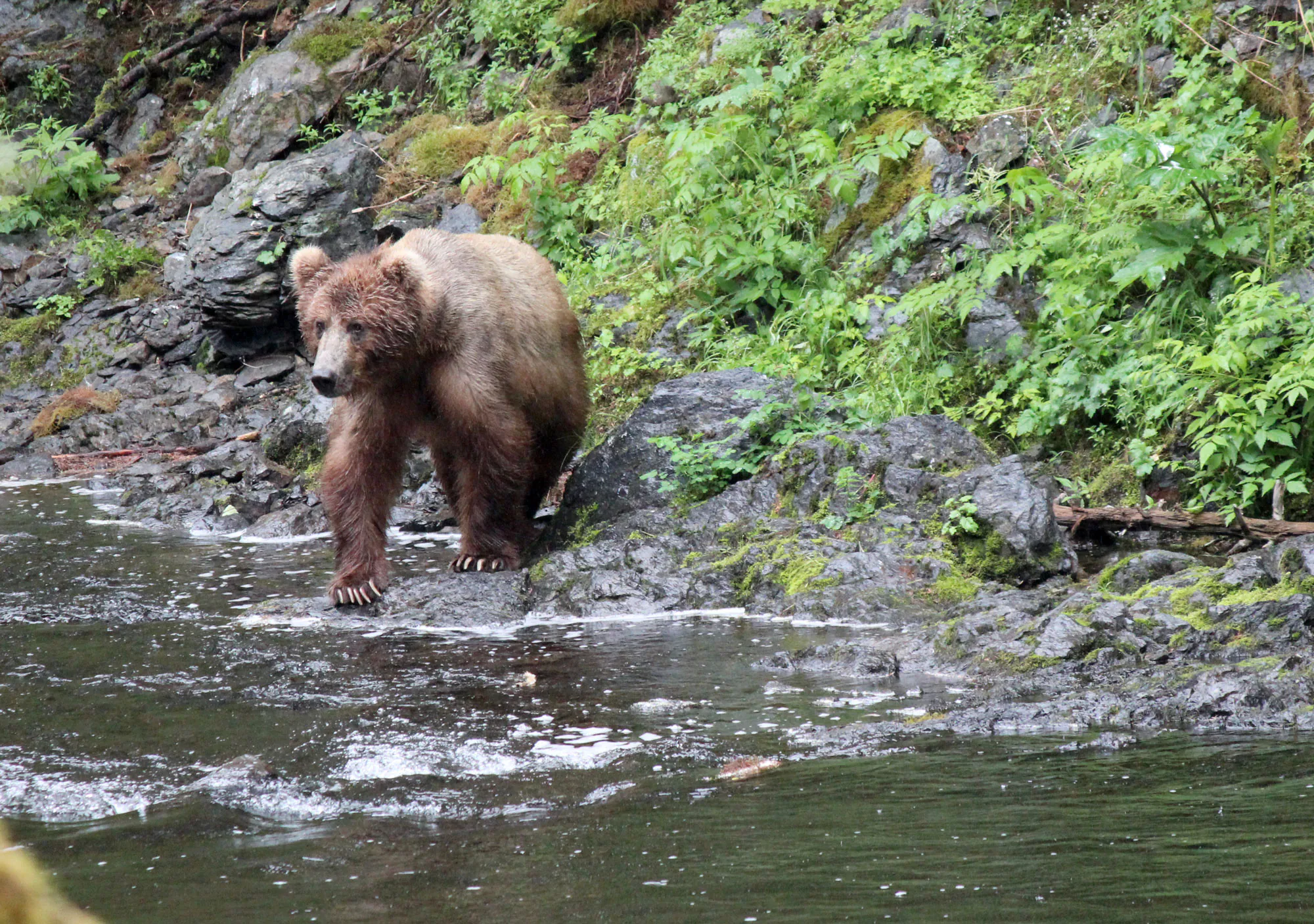 Doigt de phoque d'ours brun d'Alaska