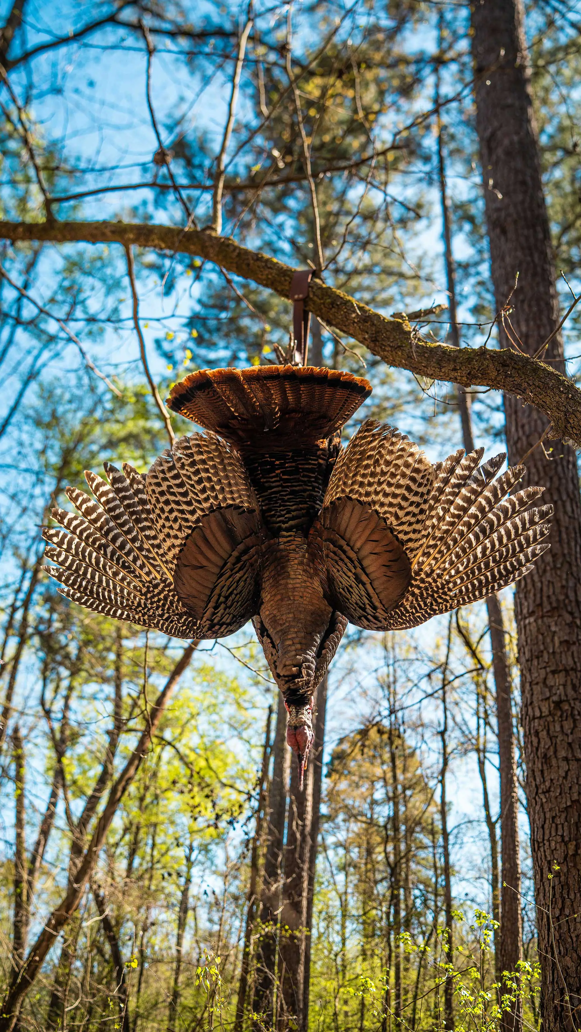 chasse à la dinde