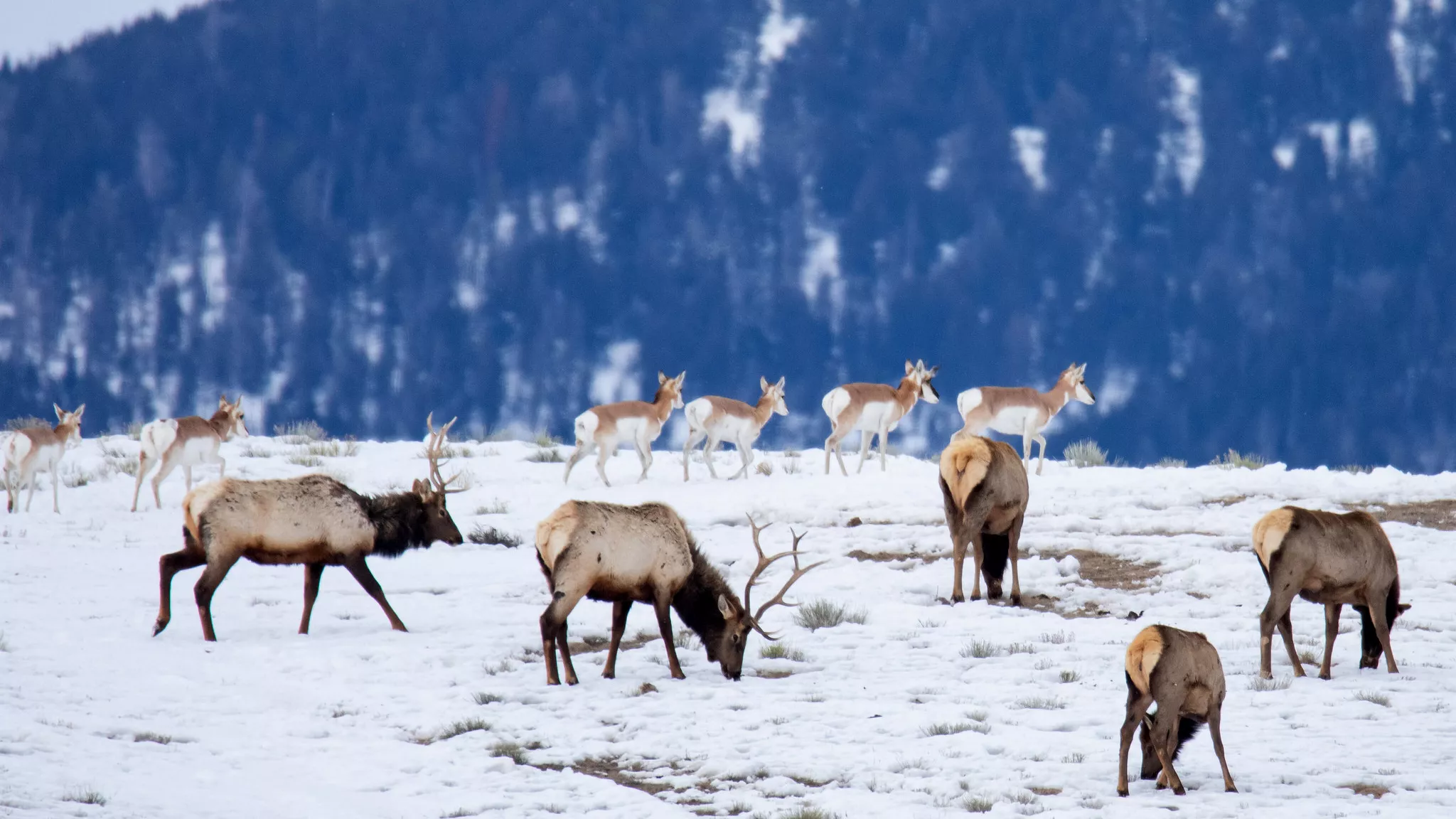 Wapiti et antilope dans la neige.