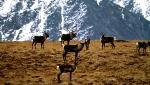 Si les entreprises peuvent être considérées comme des « personnes », pourquoi pas un troupeau de caribous ?
