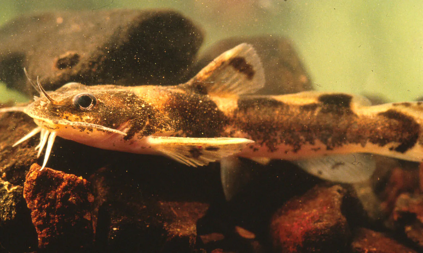 poisson-chat madtom meilleurs appâts vivants