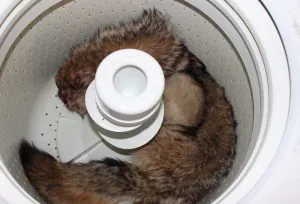 Comment nettoyer une peau de coyote dans la machine à laver