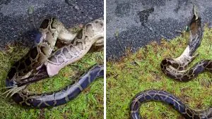 Cette séquence d'un serpent qui vomit est un rappel grossier de la raison pour laquelle le contrôle des pythons est si important