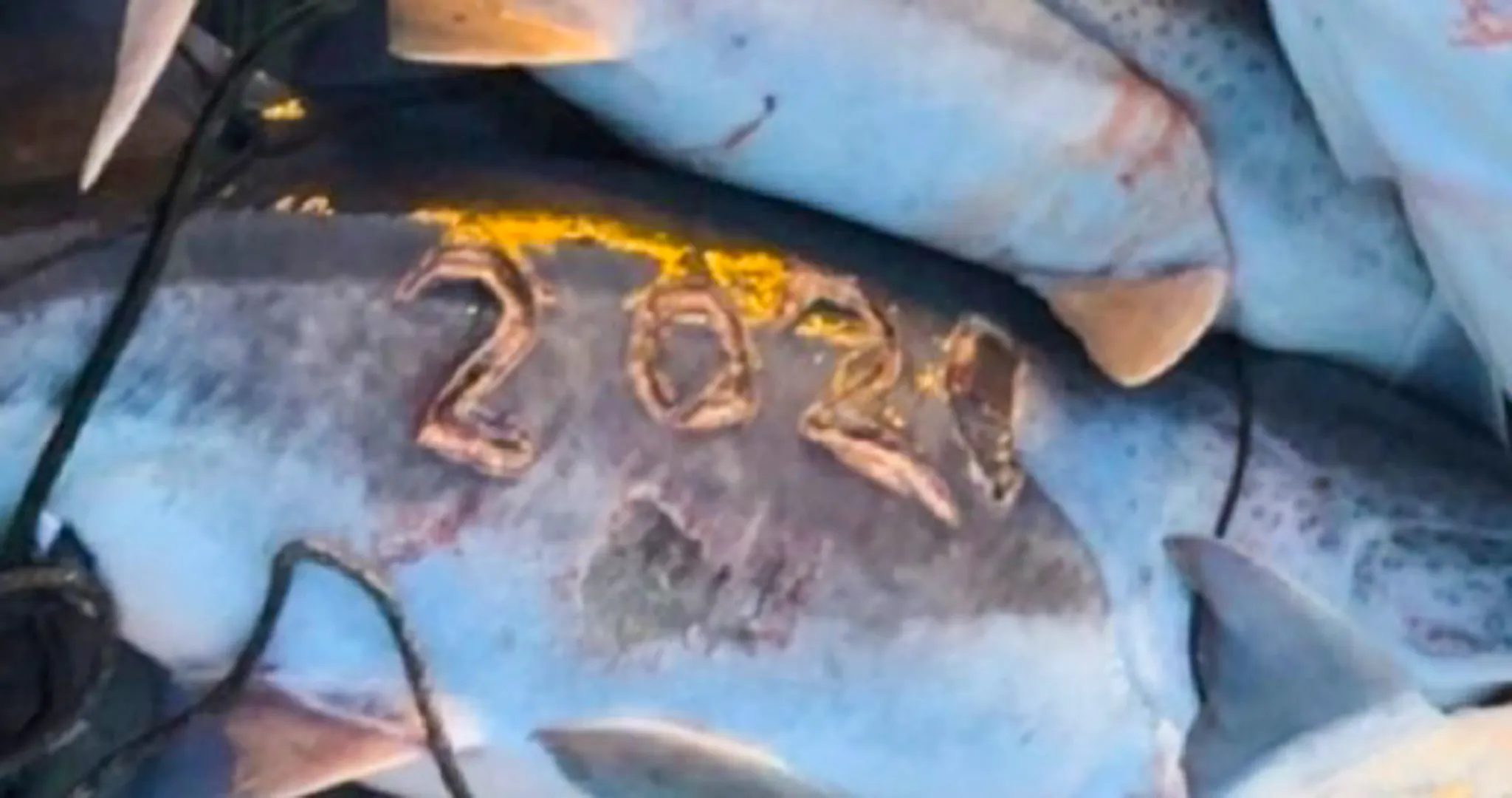 Chiffres gravés sur un poisson