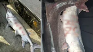 Des spatules vivantes sont mutilées avec des messages obscènes et relâchées vivantes dans le Missouri