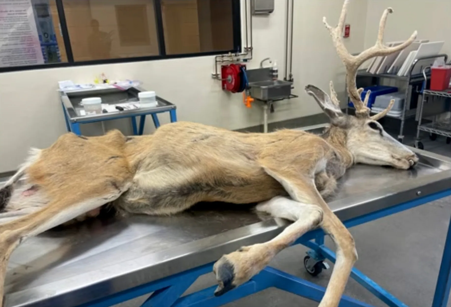 Un cerf mulet mort.