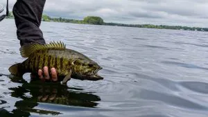 Comment pêcher le Neko Rig, l'une des meilleures façons d'attraper du gros bar
