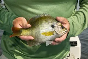 4 activités de pêche estivales abordables que tout le monde peut faire