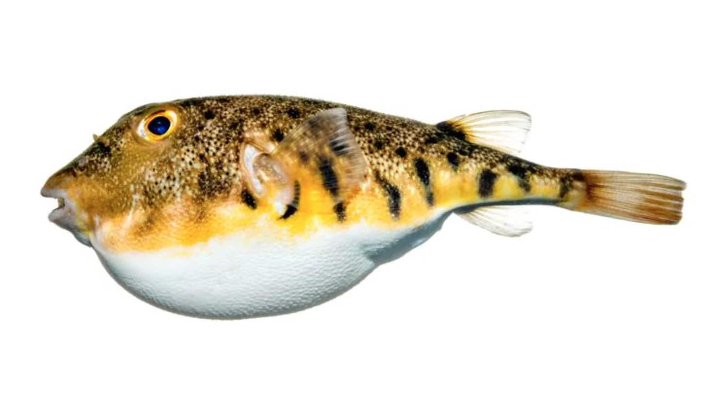 puffer du nord