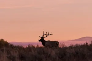 L'Idaho interdit les caméras cellulaires sur les terres publiques, la chasse au cerf et au wapiti avec des thermiques, etc.