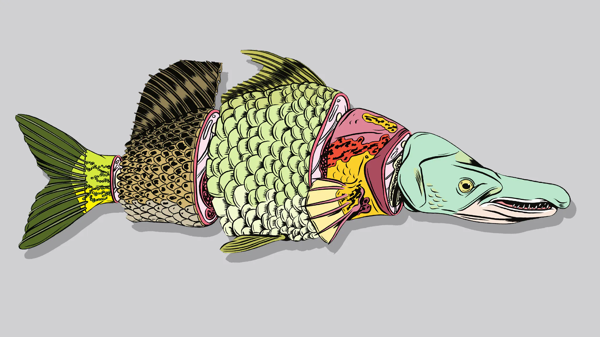 Claquement de poisson poubelle du Sud.