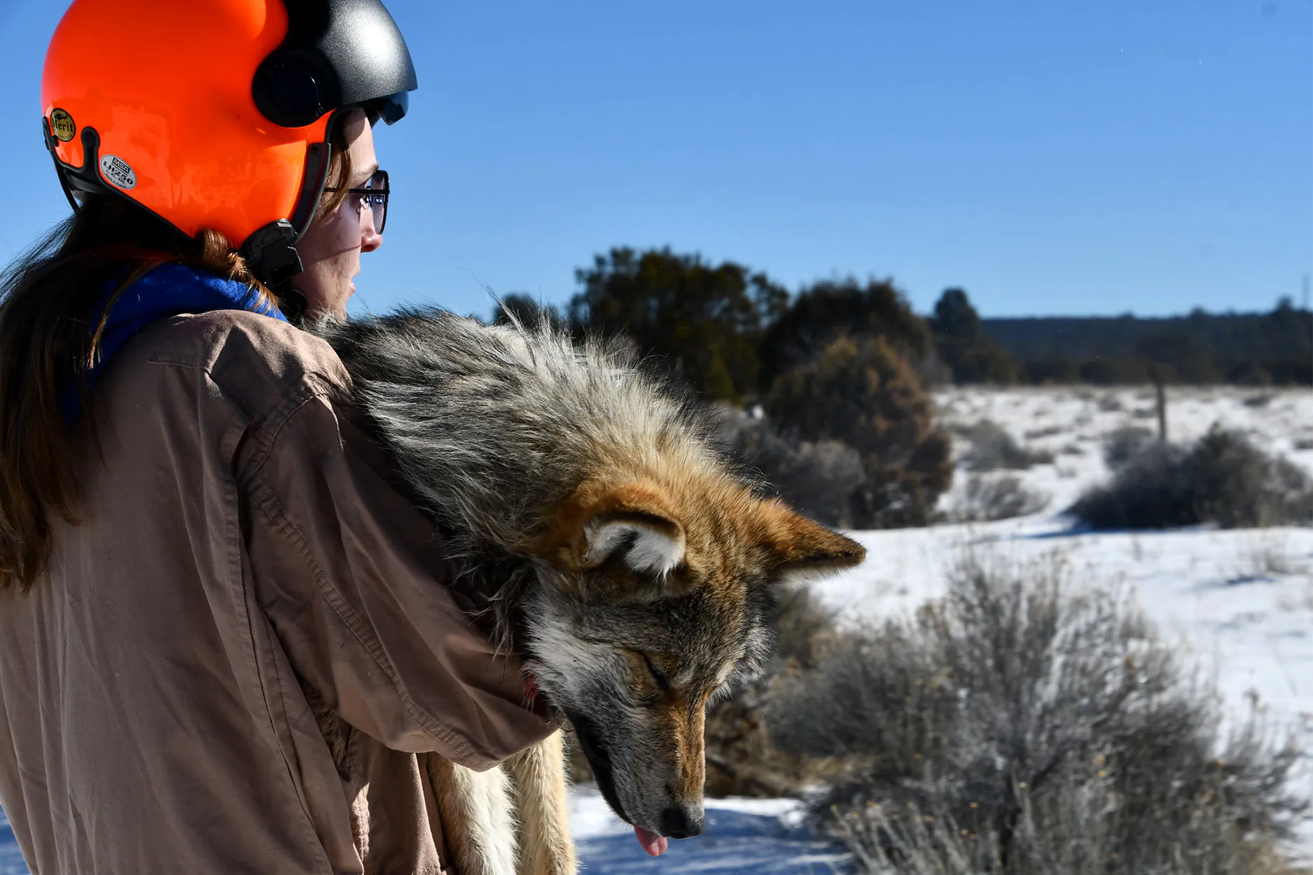 Un fonctionnaire fédéral transporte un loup mexicain sous sédation.