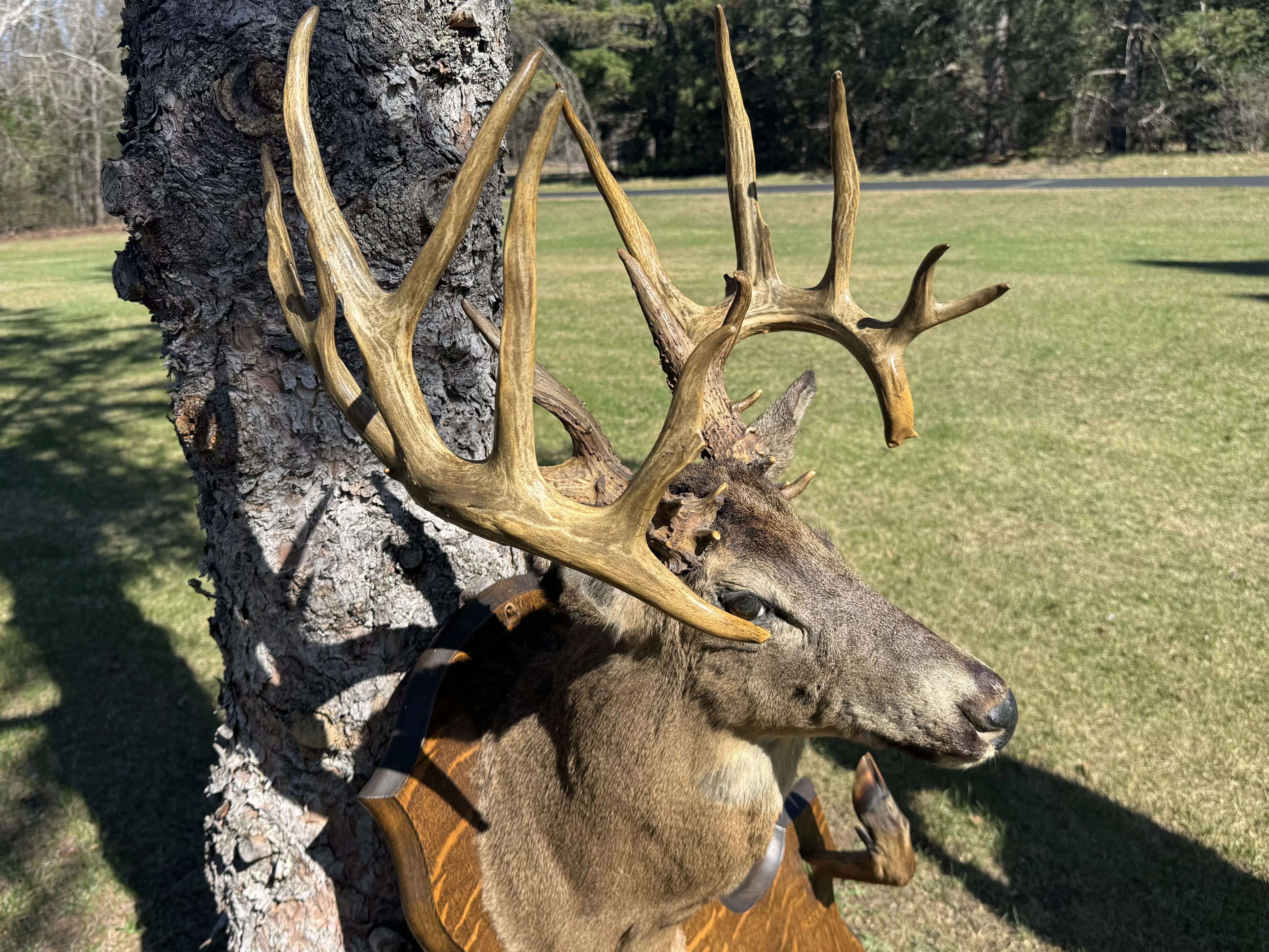 Buck mystère du Wisconsin