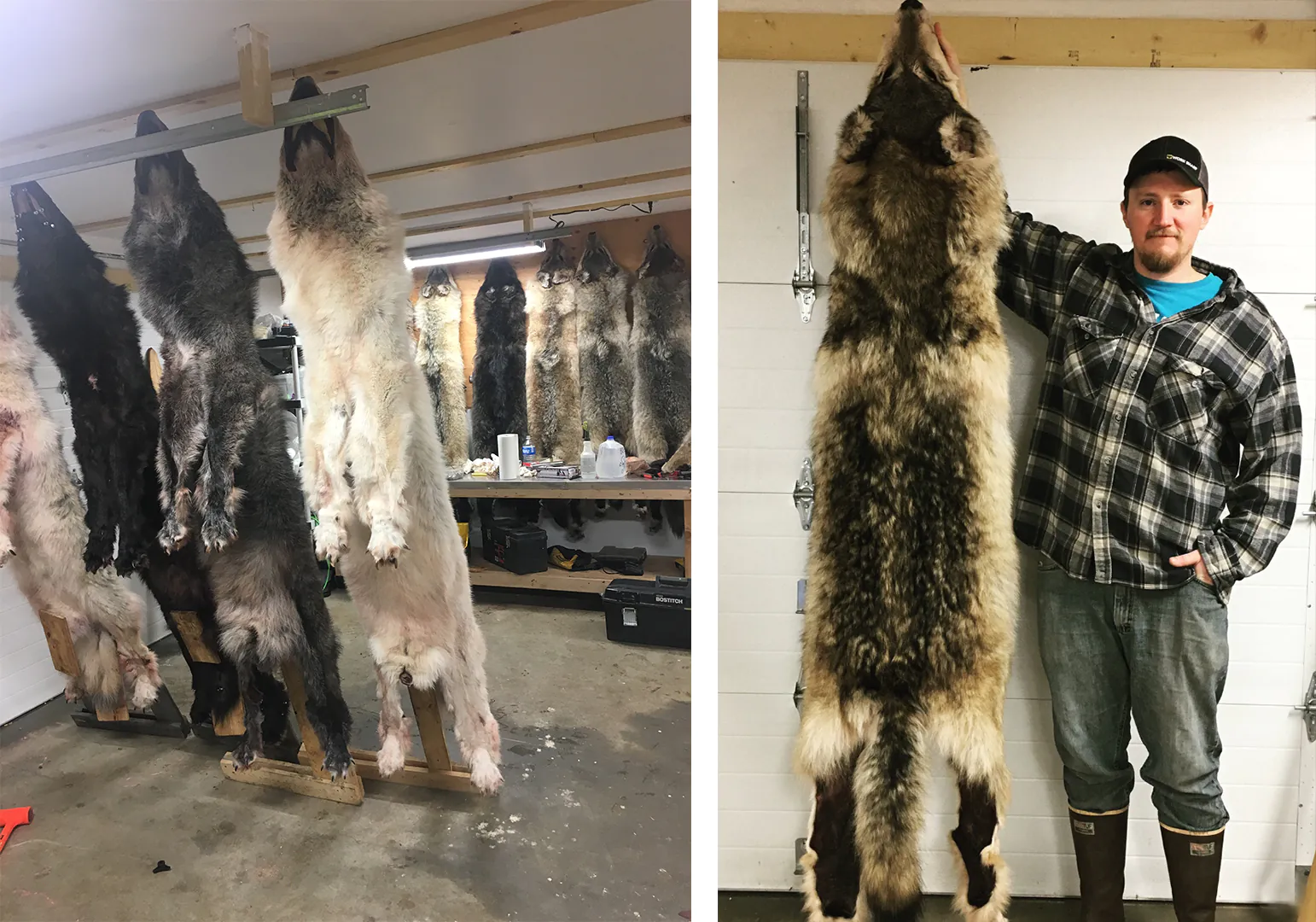 Nettoyer les peaux de loups et de coyotes dans une laveuse.
