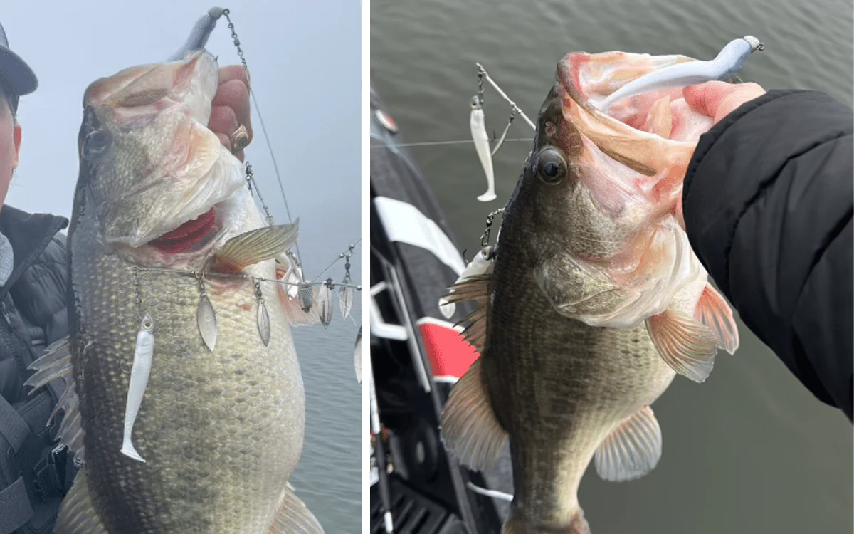 Basse Alabama Rig