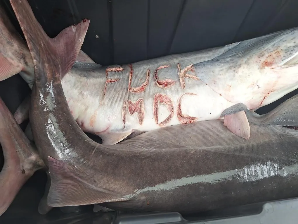 Un paddlefish dans un bateau qui lit "F-k MDC"