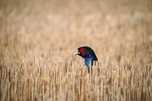 La Chambre vient d'adopter sa version du Farm Bill, qui est attendue depuis des années