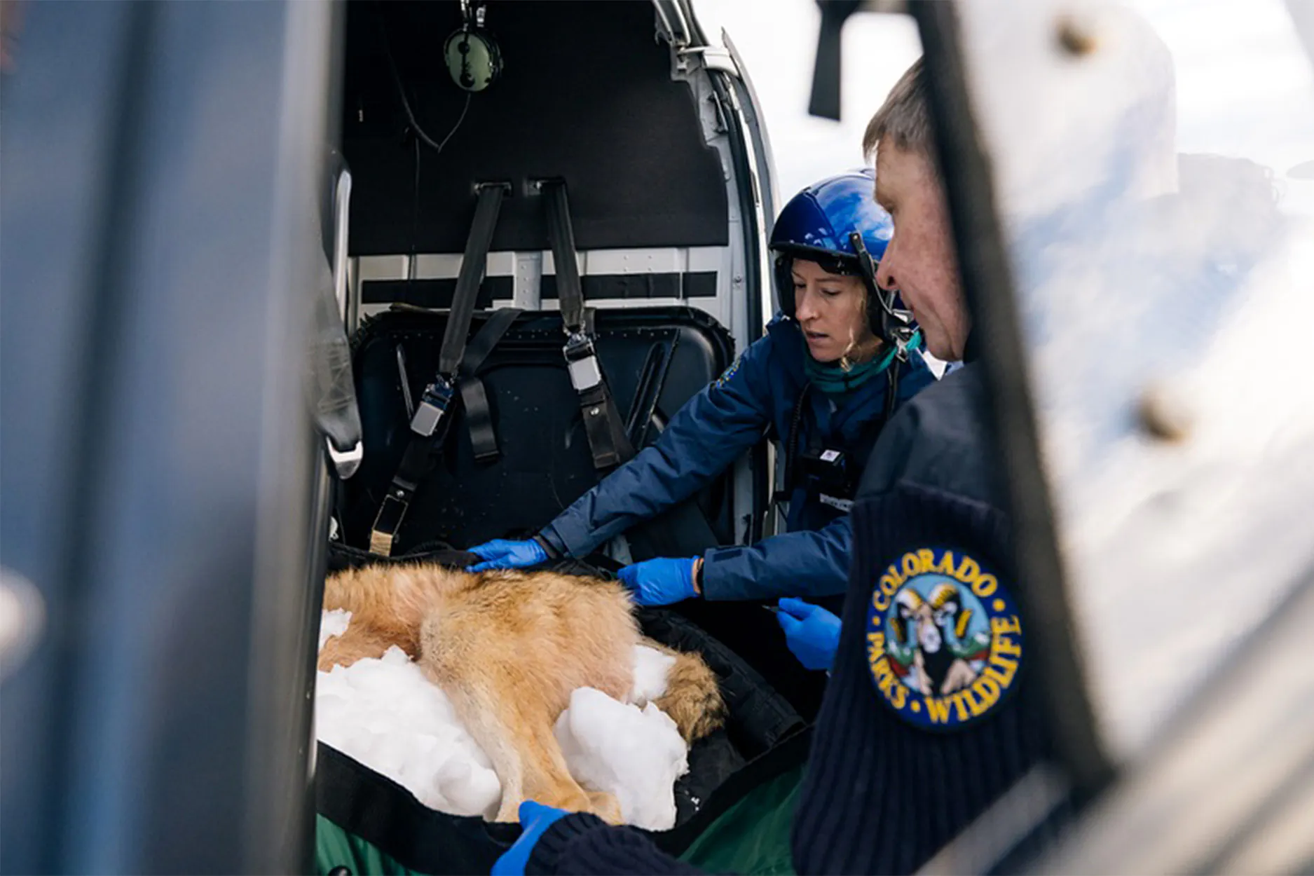 Les autorités du Colorado surveillent un loup dans un hélicoptère.