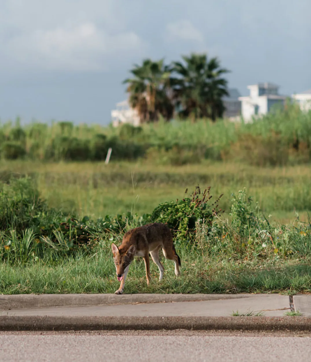 Un loup fantôme traverse une autoroute à Galveston, au Texas.