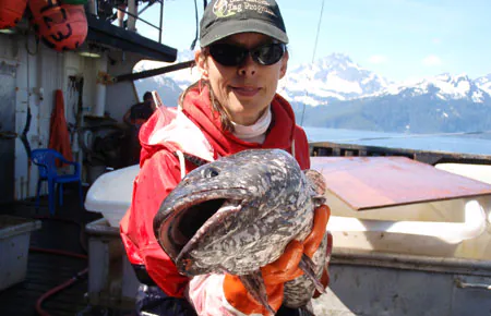 morue charbonnière